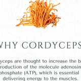 Functional Mushroom Dark Chocolate